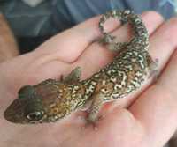 Pictus Gecko / Ground Gecko - Paroedura picta