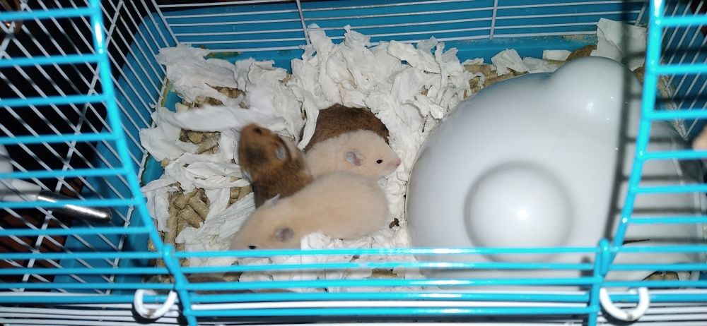 Шустрые хомячки молодняк Смотрите 6фото Читайте описании