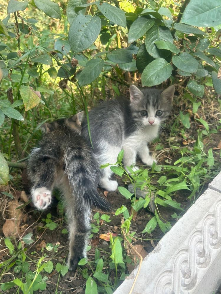 Котята в добрые руки