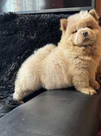 Chow Chow mascul capuccino