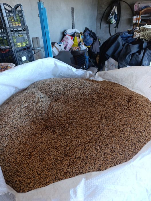 Orz producție 2025 și grăunțe moldovenești