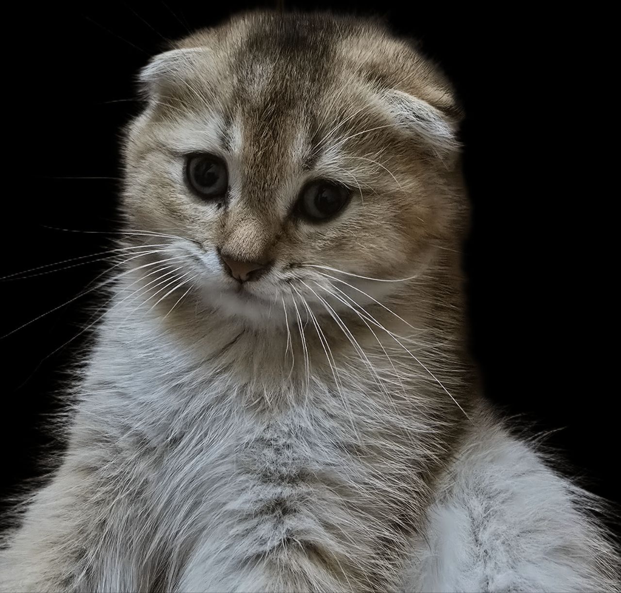 Продаю котят Скотиш Фолд и Скотиш Страйт
