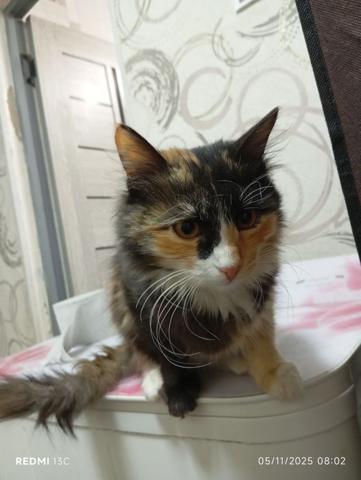 Hadyaga mushuk faqat mehribon qoʻllarga beriladiDomestic longhair