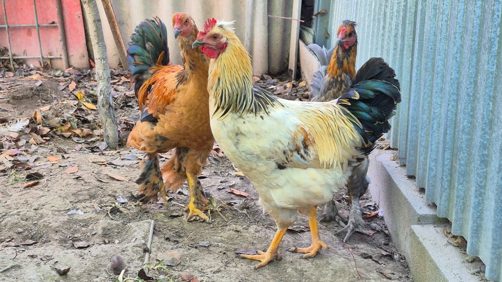 Продам молодых петухов