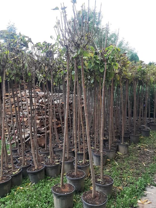 Vând mesteacăn, platan, catalpa, brazi, stejar