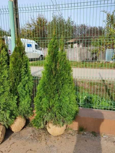 Plante Decorative Oriunde in tara!