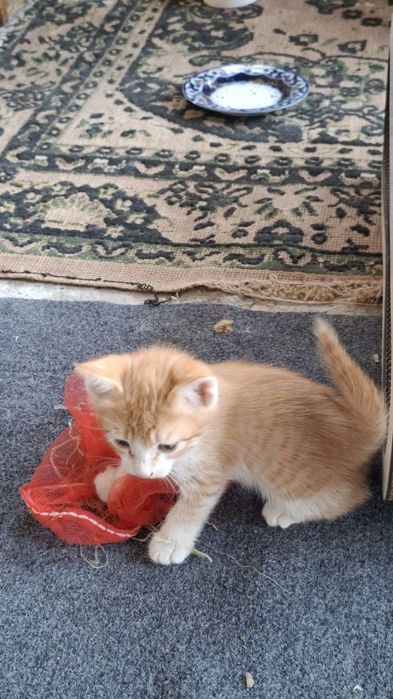 Милые котята,отдам даром в хорошие руки.