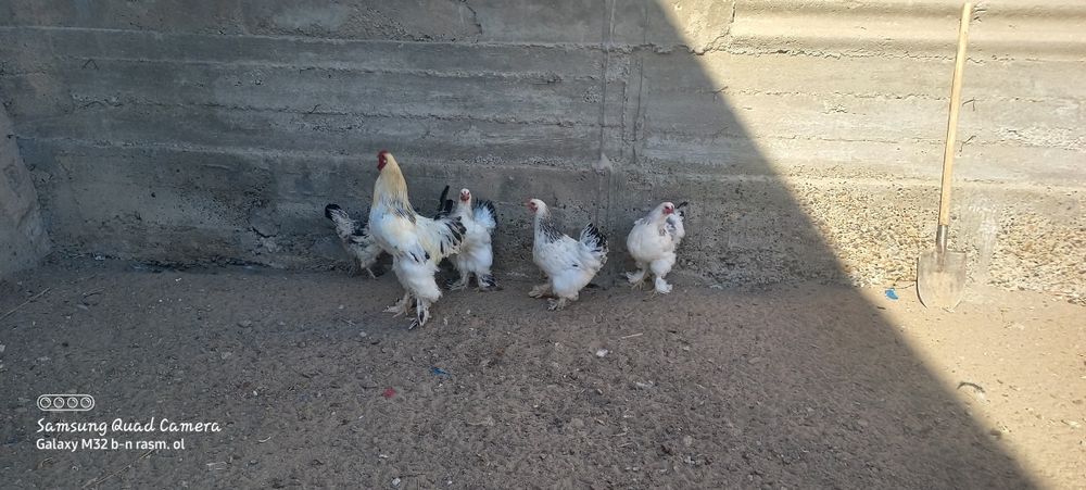 Svetli bramma sotila  1 ta xòroz 3 ta tovuq