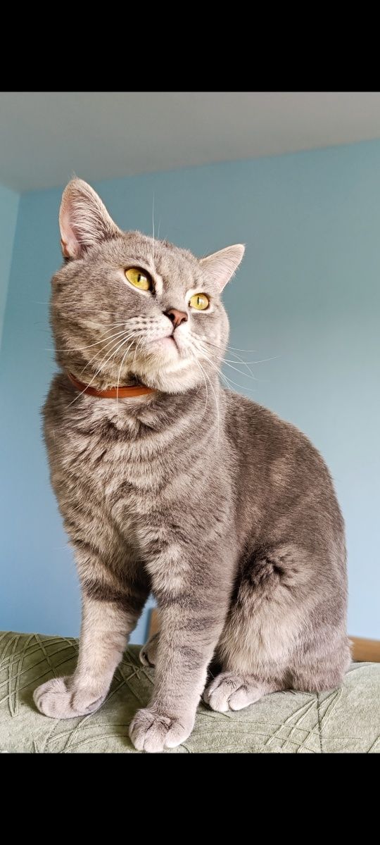 Британски котенца