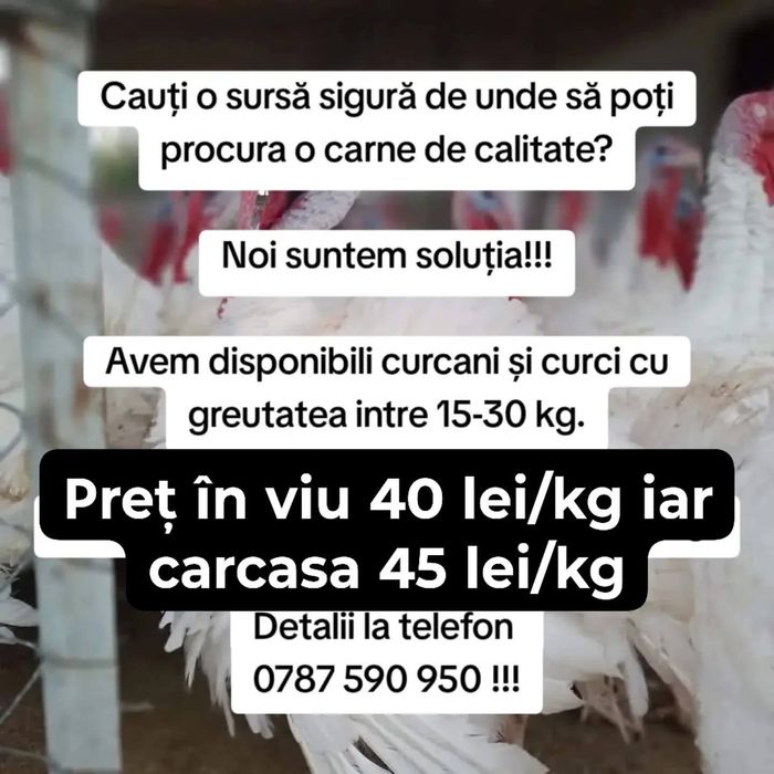 Curcani și curci albe de carne bio