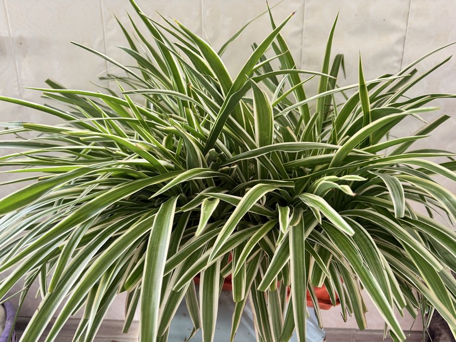 Продается хлорофитум