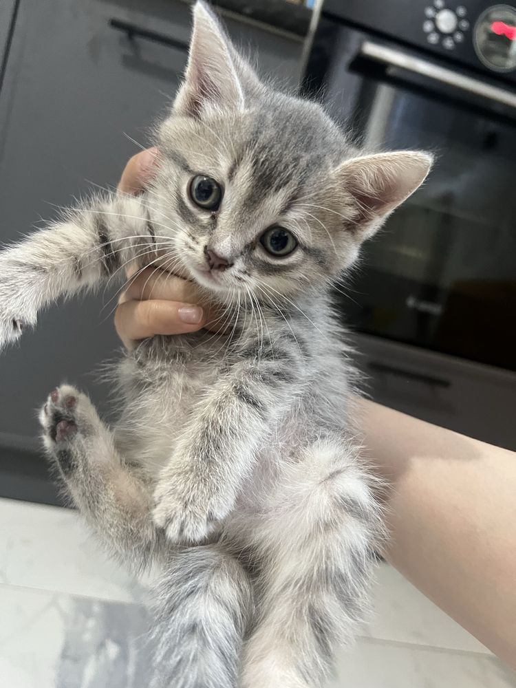 Котята/котенки/ в добрые руки