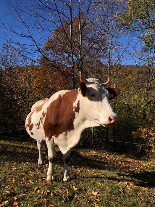 Vacă gestantă in luna a 8-a cu al treilea vițel .