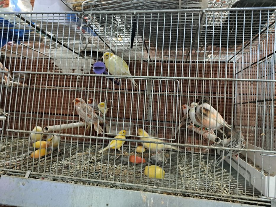 продавам канари,папагали -корела,киги рики  ,вълнасти,голям Александър
