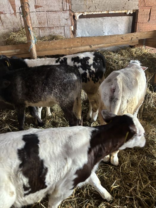 Vănd viței Belgieni