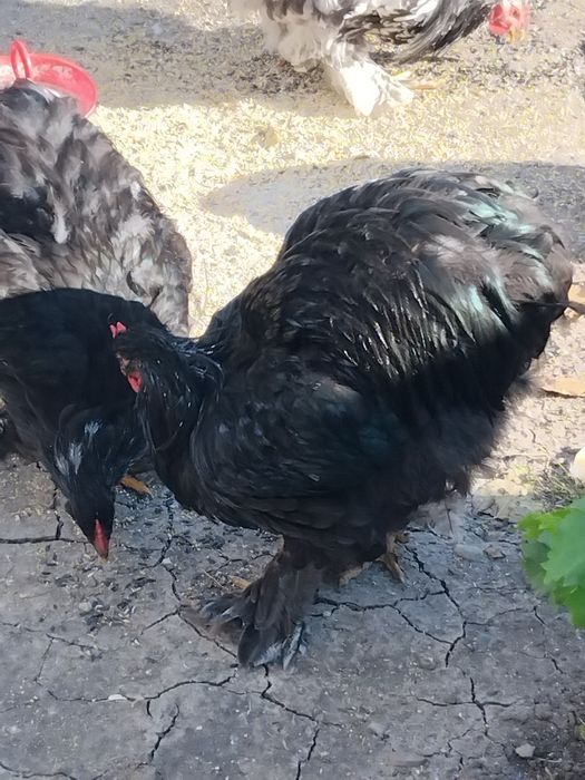 Tineret cochinchina între 5 și 6 luni