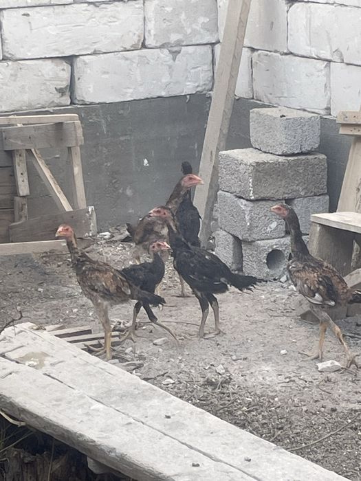 Dakan xoroz touq jojala sotiladi