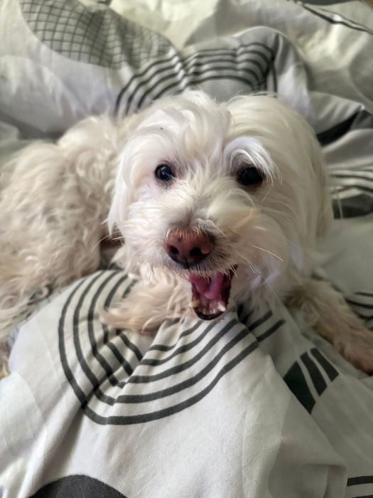 Plimb/cazez câini/pisici