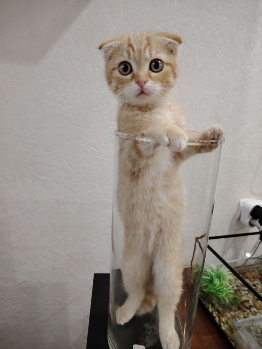 Котёнок вислоухий маленький, приучен к лотку