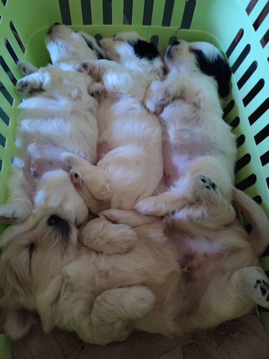 Vând cățeluși,400 de lei negociabil