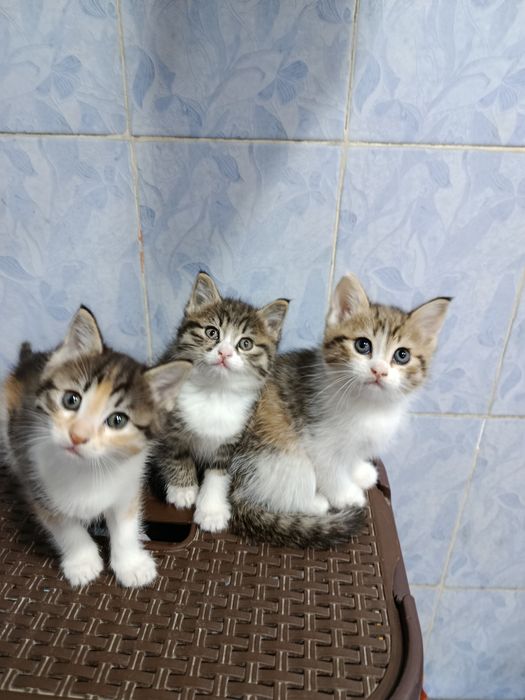 Продаются котята