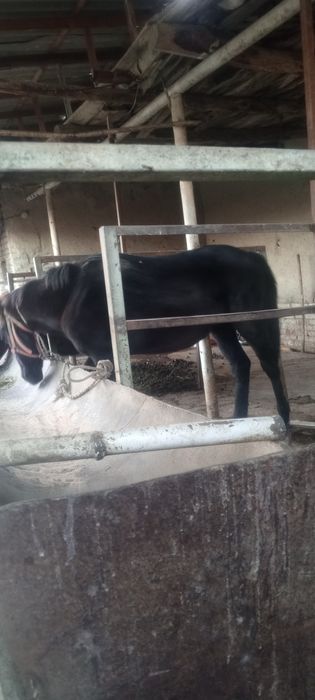 Moda toy sotiladi yeb yurgan toy