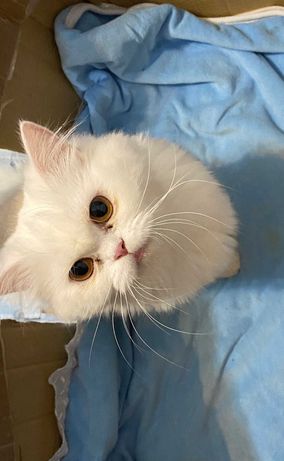Pisica persana doll face chinchilla alb imaculat