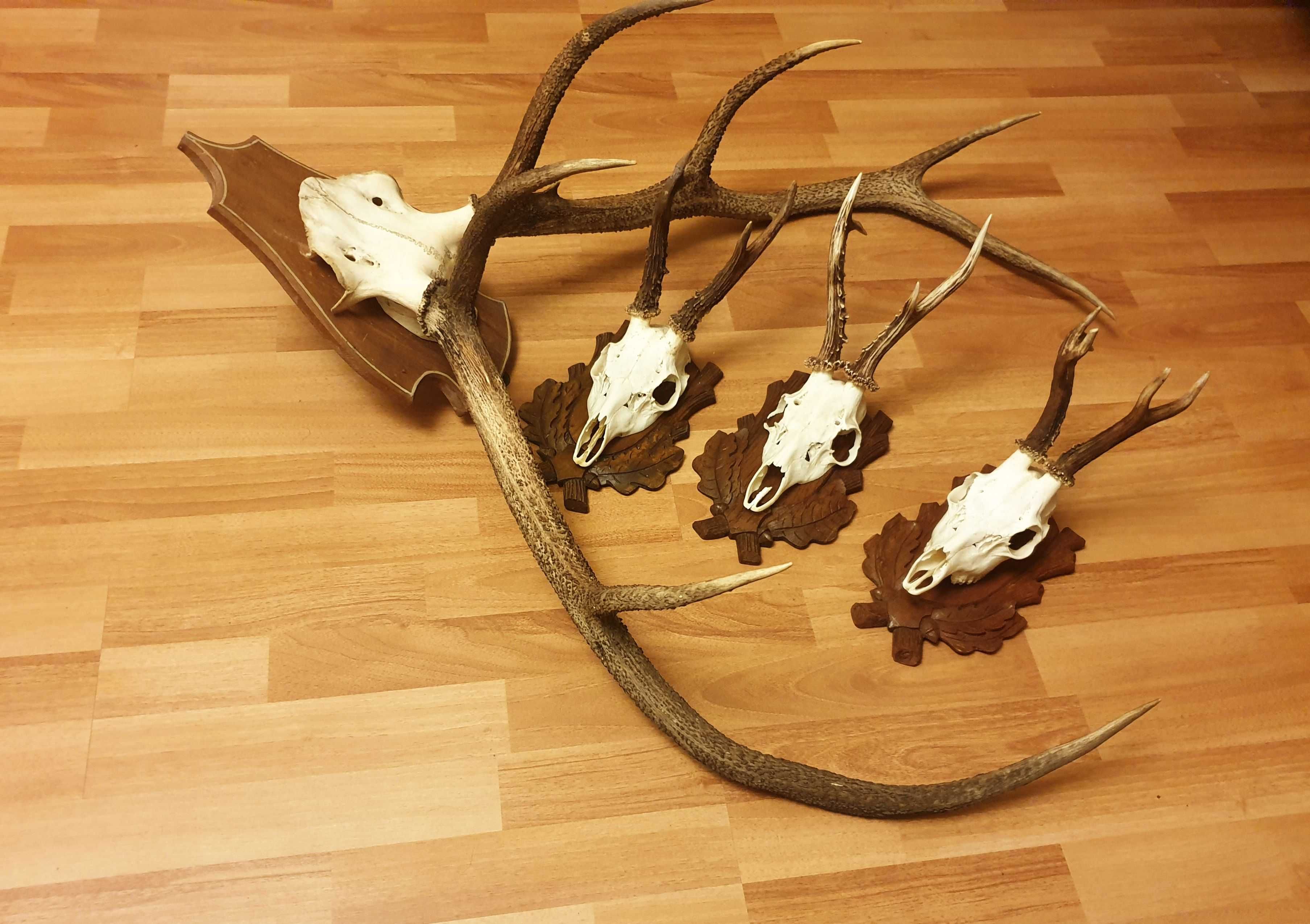 Set decorativ de trofee de cerb si caprior_77