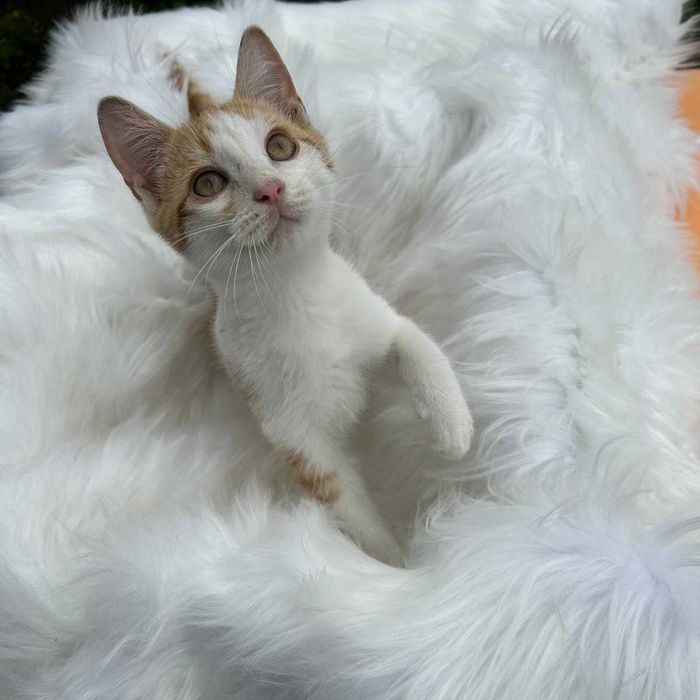 Căutăm Căsuță Pentru Un Motănel Jucăuș de 4 Luni. Donez Pisică Adopție