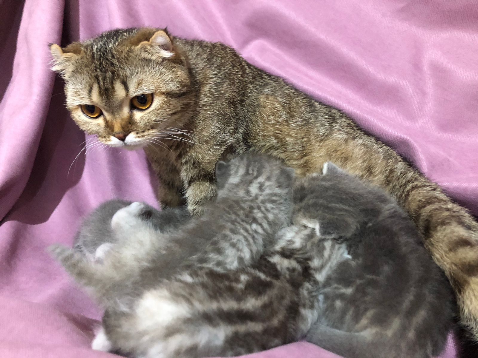 Шатланская кошка с котятами