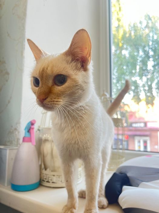 Отдам в добрые руки кошечку-подростка