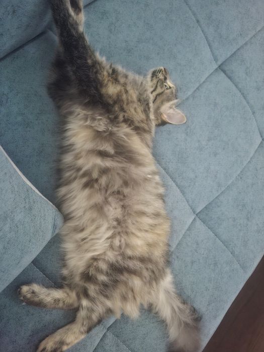 Отдам бесплатно кошку