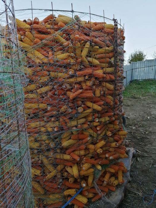 Vând porumb știuleți