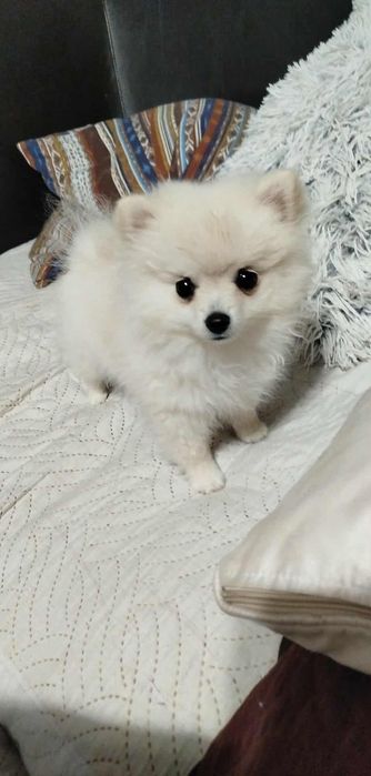 Померан търси новото си семество