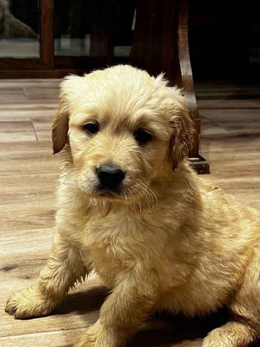 Чистокръвни Голдън ретривър бебетата