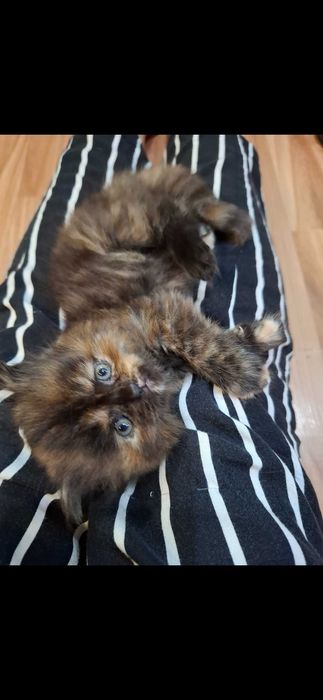 Персийски котета