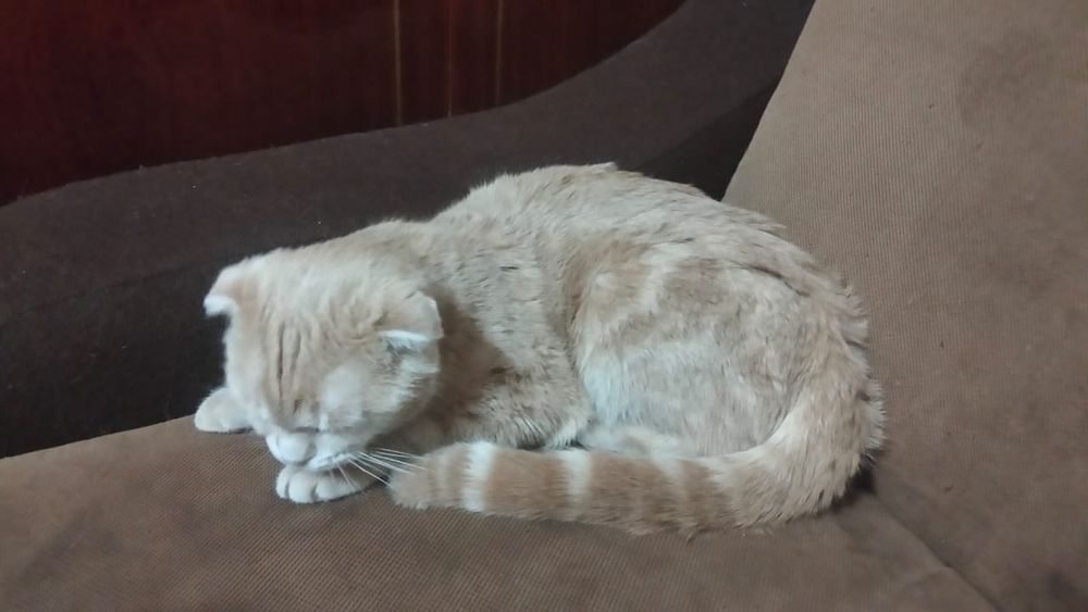 Кот в хорошие руки