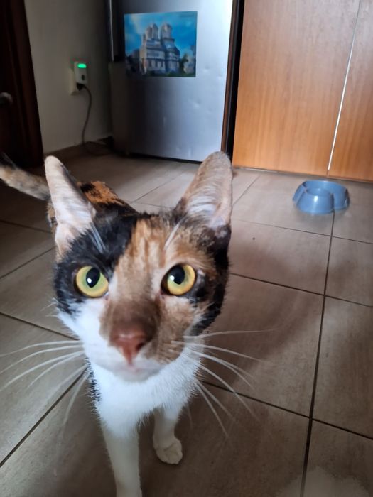 Doua pisicuțe drăgălașe!!!