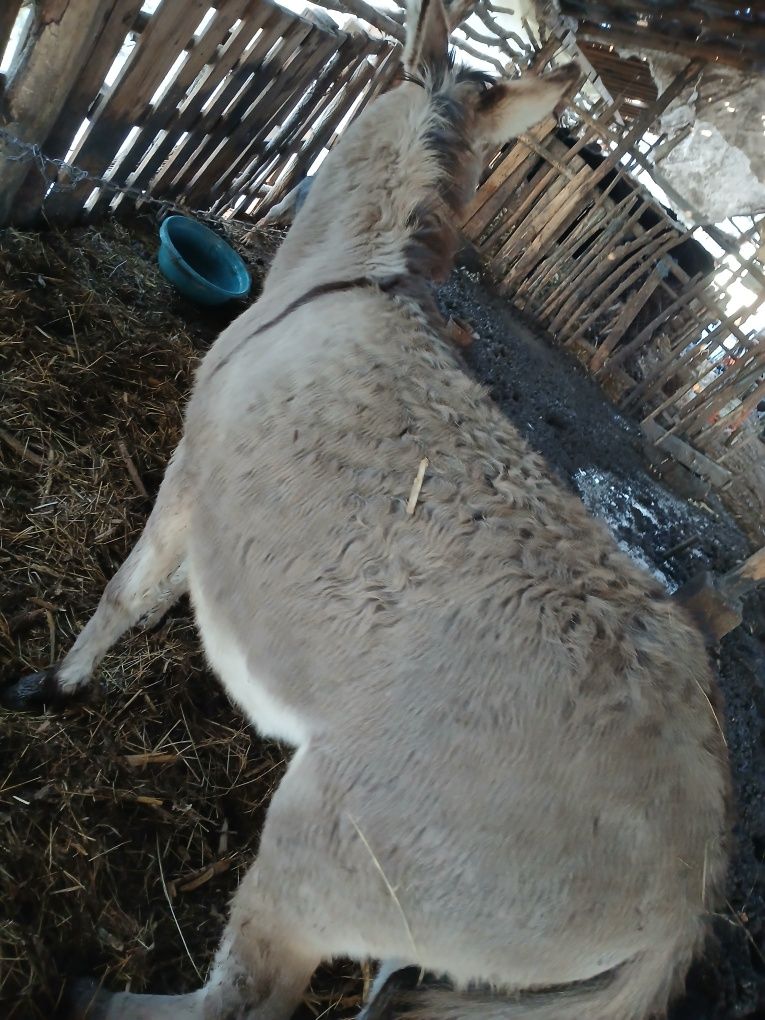 Vând măgar cuminte învățat la căruță nu musca nu zvârlă probe la fața