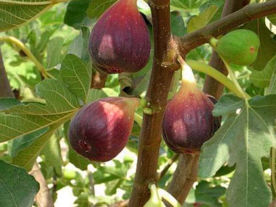 Kaki Rodiu Smochin Kiwi Moșmon