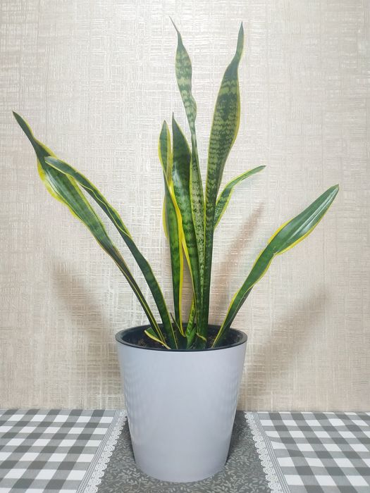 Цветок "Сансевиерия Лауренти" ("Голд")