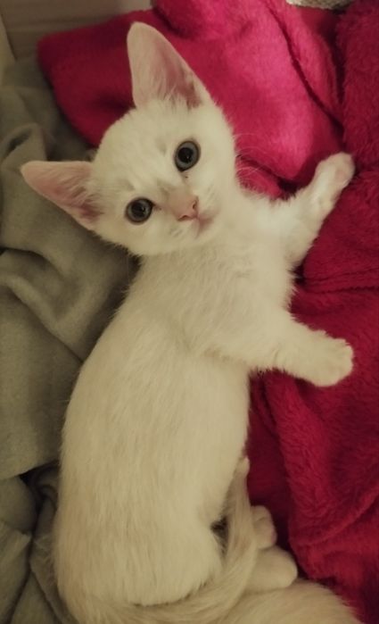 Котенца с къси краченца