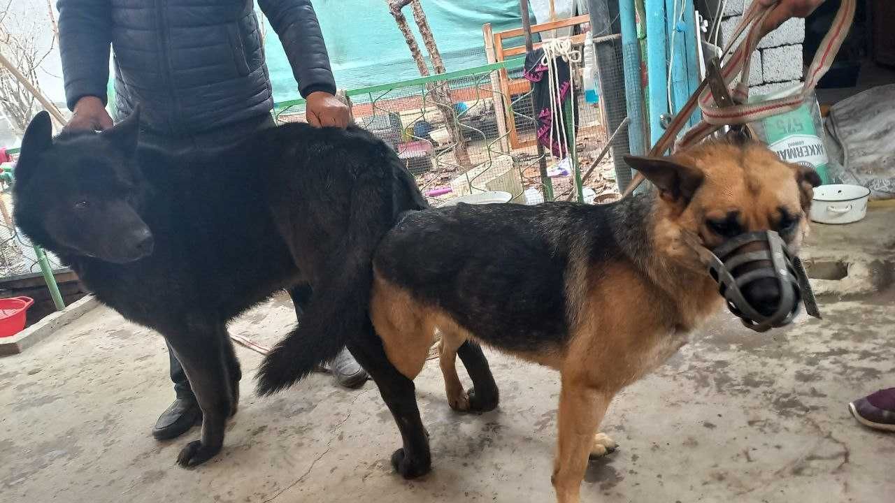 Продам щенков немецкой овчарки