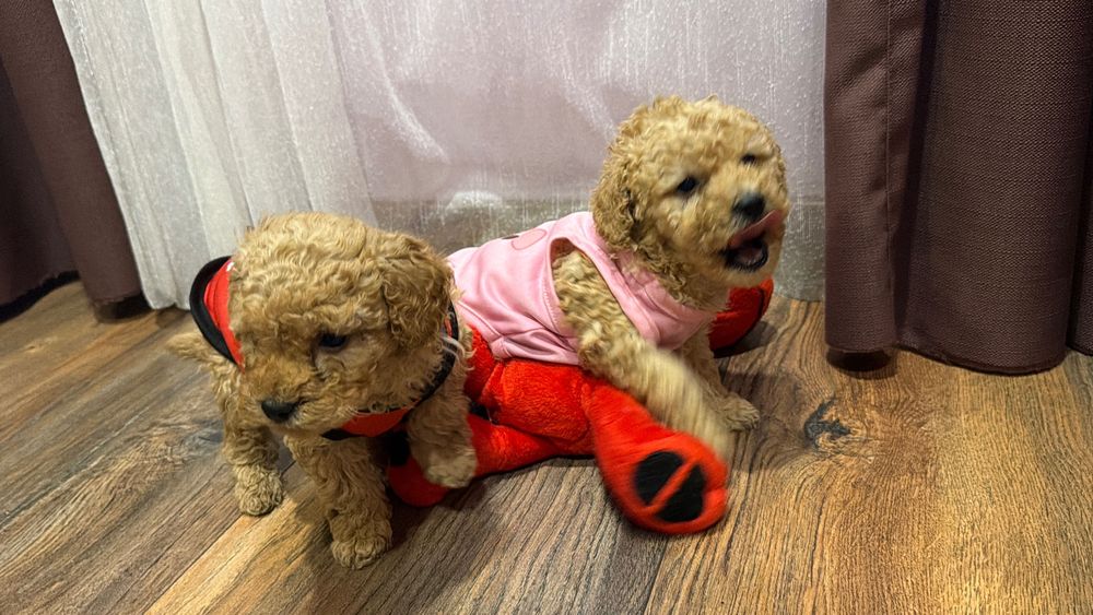 Пудел той, пуделчета