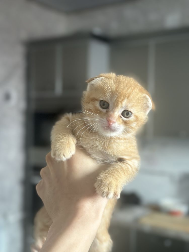 Scottish fold mushuk