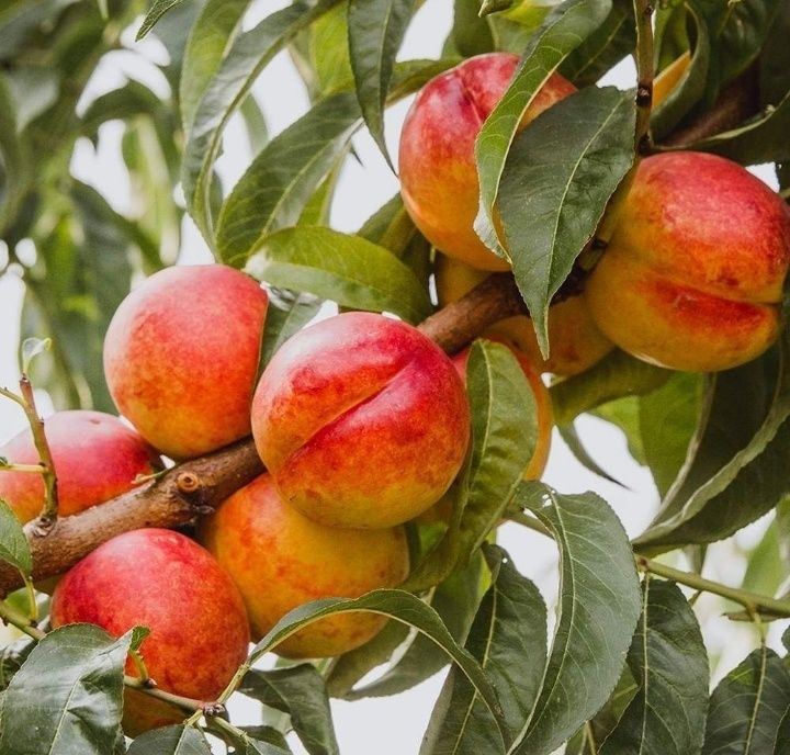 Pomi Fructiferi Străvechi Glia Strămoșească (Soiuri De Nectarin )