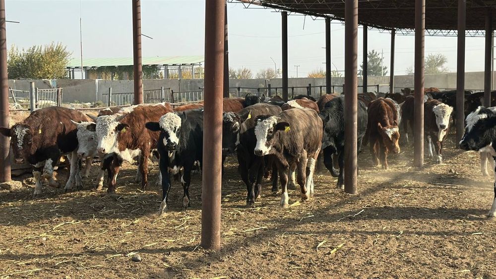 Россиядан обкелинганган хуккизлар 60та