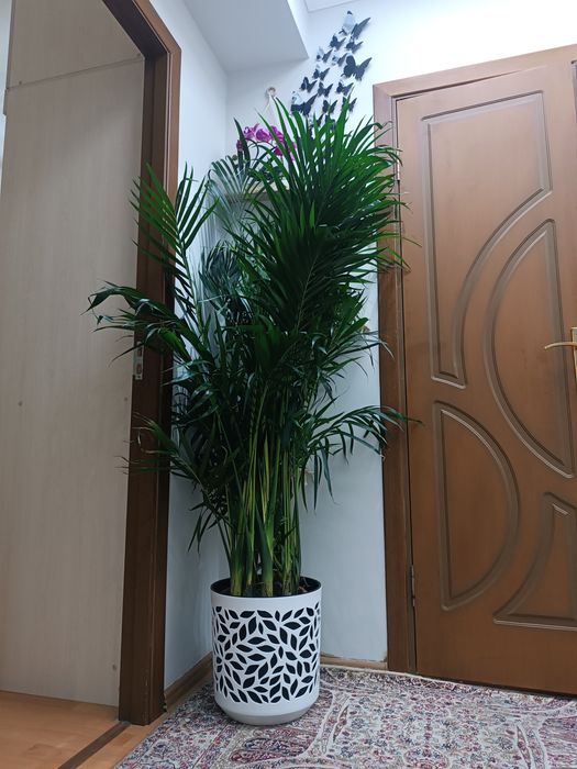 Хонаки гул. Палма