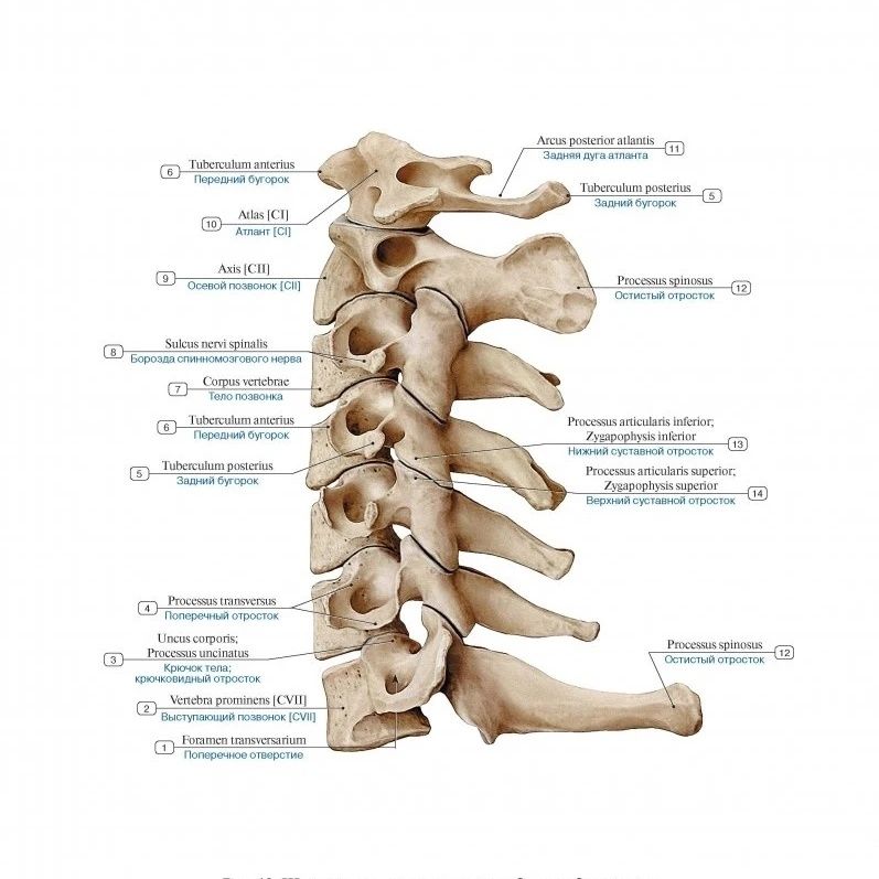 Анатомия человека книга кости и мышцы