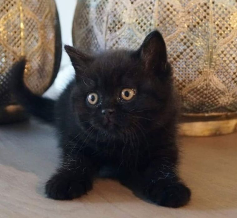 British Black băiețel